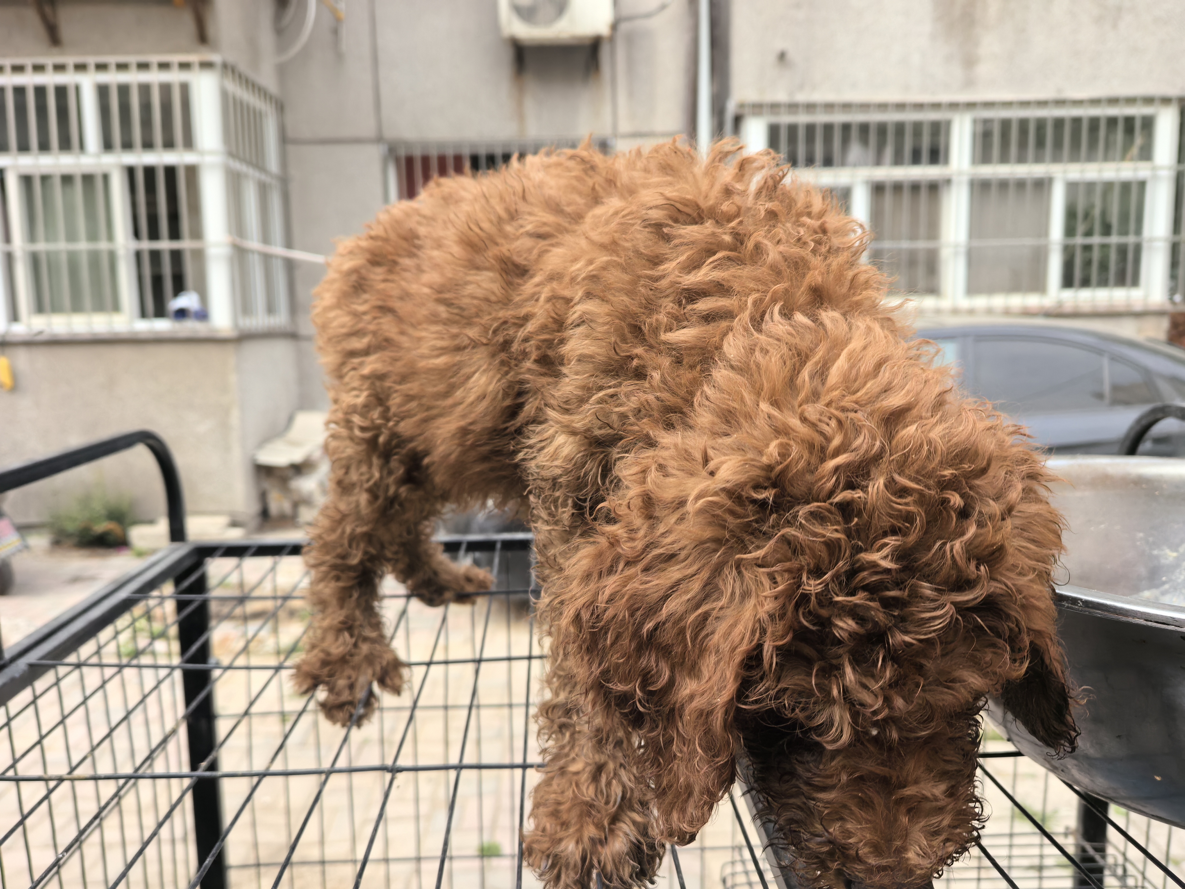 极品红色巨贵犬